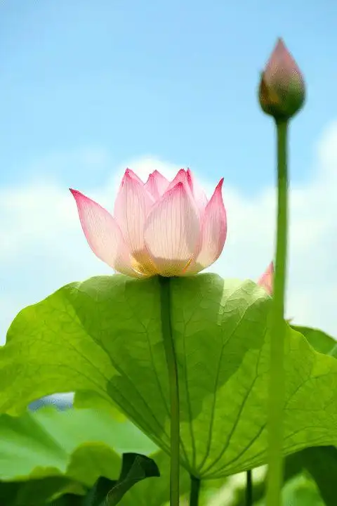 惊艳遵义城区这里上百亩荷花竞相开放