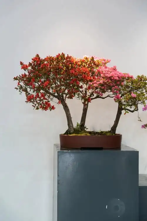 造型独特的杜鹃盆景共有60余盆姿态各异杜鹃花室内盆景展于今日在文昌