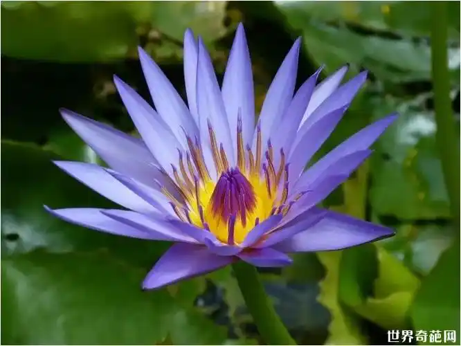 世界十大最美丽的花:睡莲