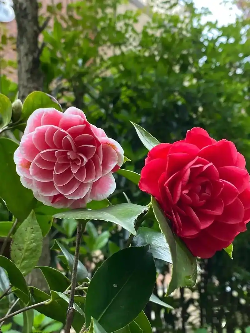 五色赤丹茶花开花就像抽盲盒一样,每次开花都不同#茶花 #五色 - 抖音