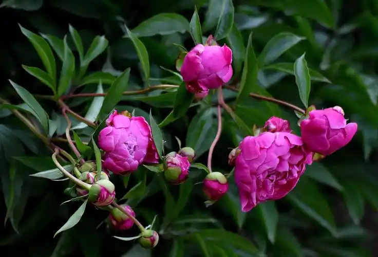 芍药花,芍药,花卉,鲜花,花朵,植物花卉紫色芍药花图