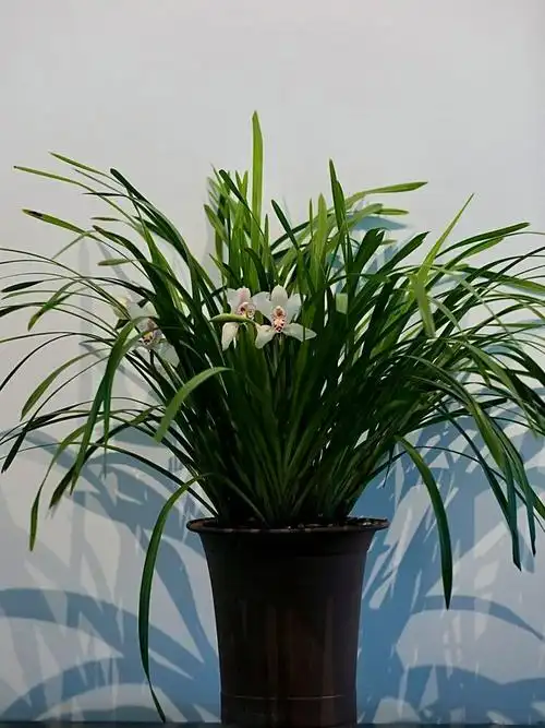 春季兰花精品展