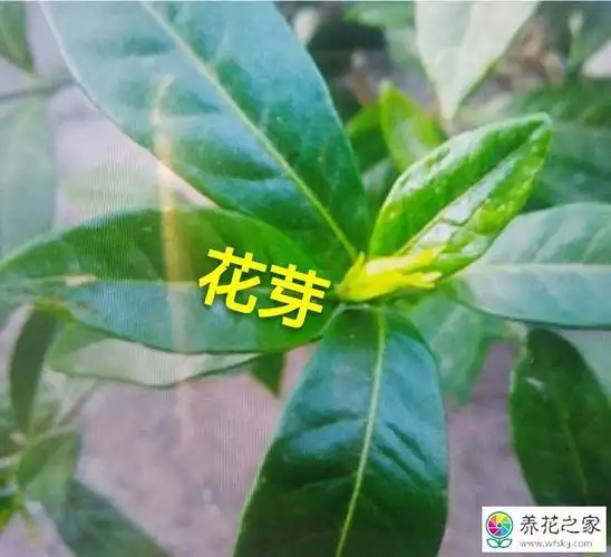 野生桅子花冬季休眠期过后,春季只要温度提升马上开始花芽分化.