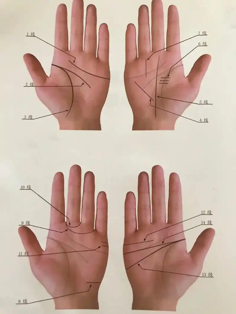 手纹14线.1线感情线,2线智慧线,3线生命线,4线健康线, - 抖音
