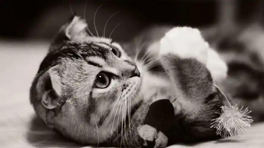 可爱软萌猫咪桌面壁纸