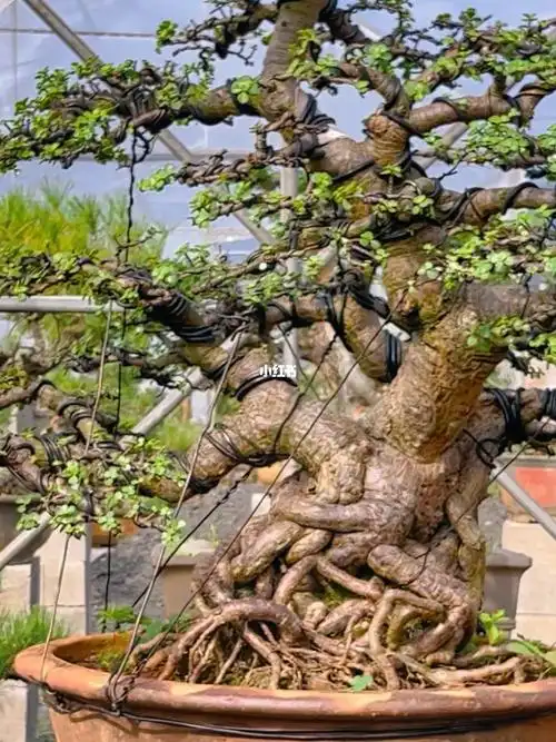 分享一盆霸气的老桩金枝玉叶#盆景  #金枝玉叶  #多肉盆景