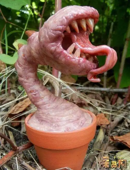 食人花吃人视频在马来西亚的热带雨林里,有这样一种让人看了就毛骨