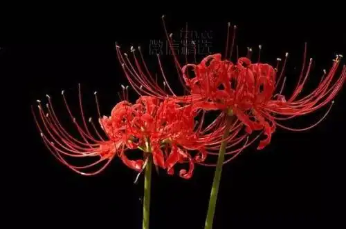 彼岸花和双生花象征什么,有什么特征 - 云知