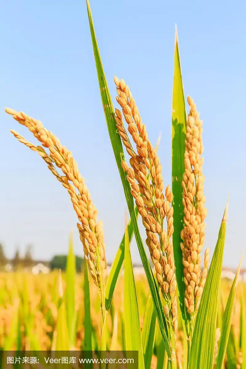 秋天成熟的稻子