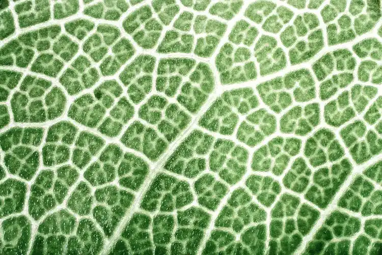 显微镜下的树叶