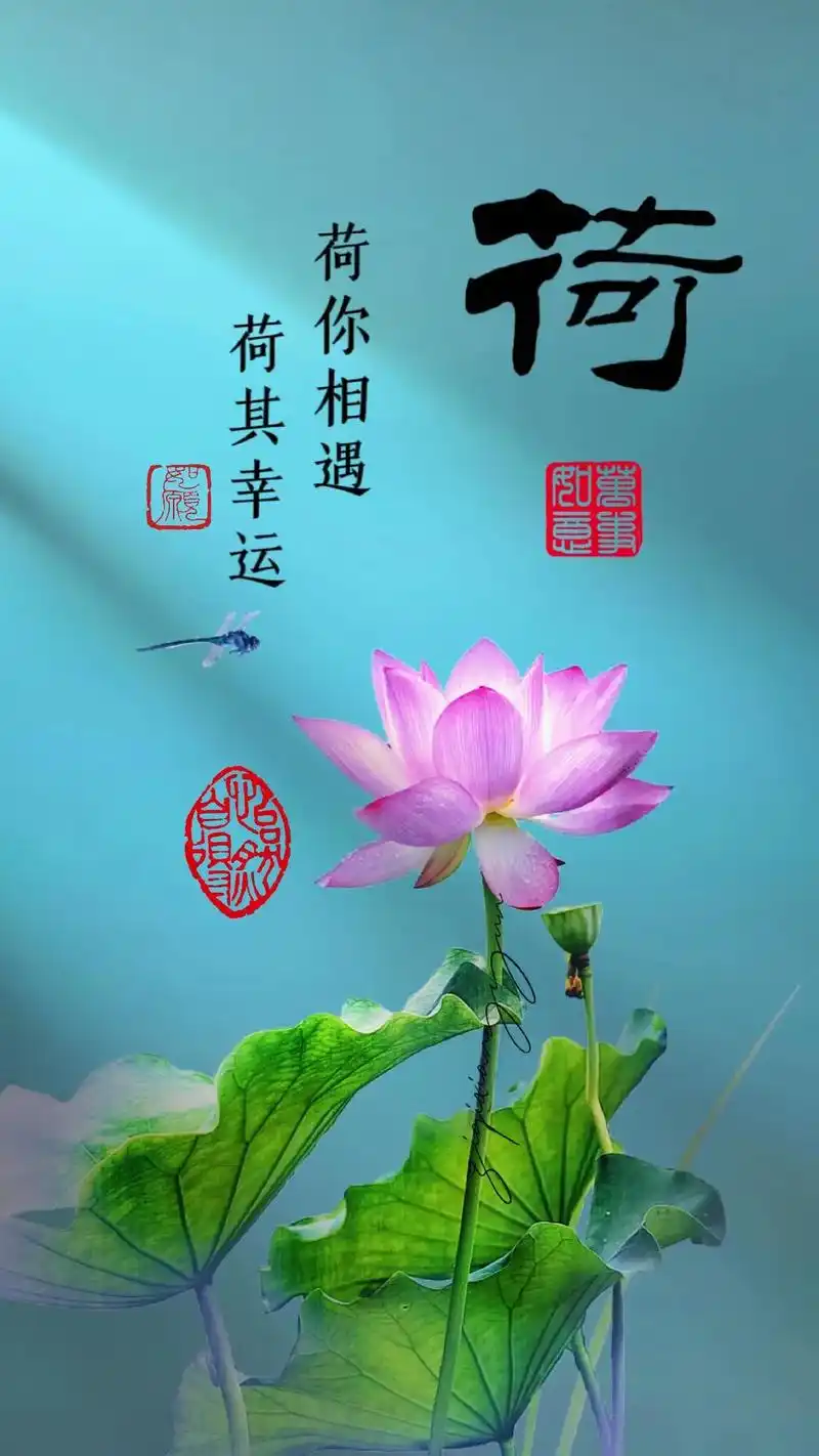 出淤泥而不染濯清涟而不妖