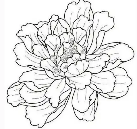 漂亮的牡丹花简笔画漂亮的牡丹花简笔画