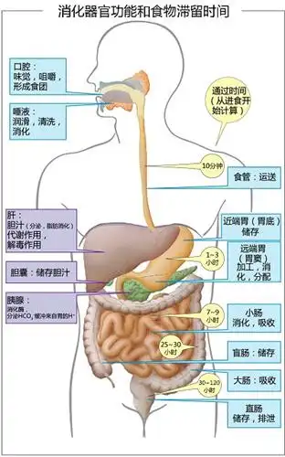 肠道消化与吸收功能的差异