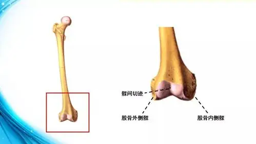 膝关节解剖与膝骨性关节炎的诊治_胫骨