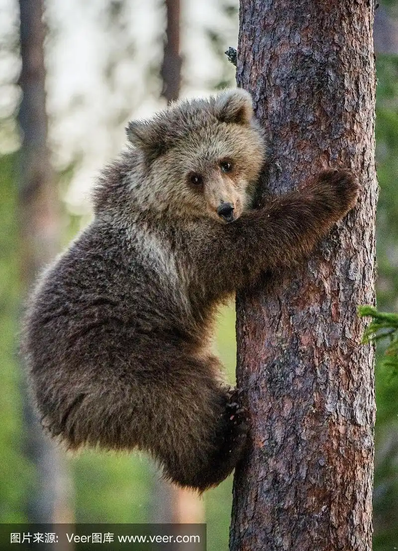 树上的小棕熊.