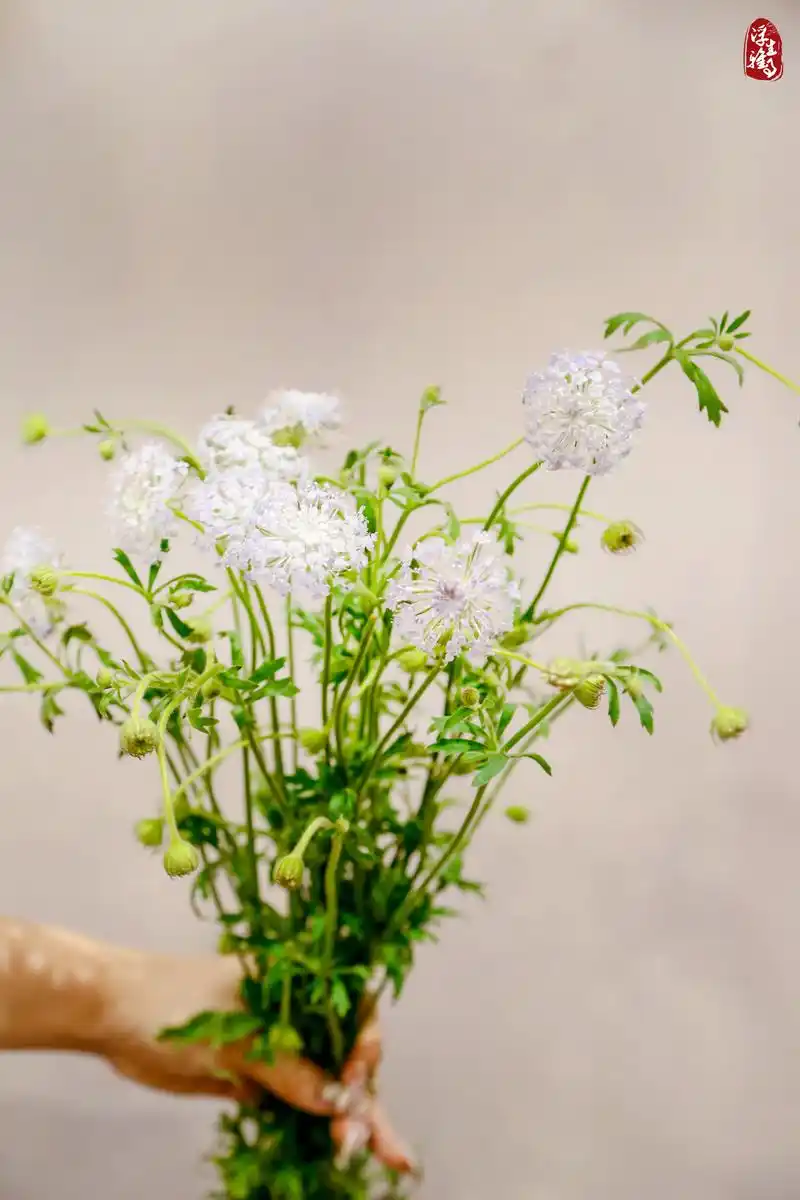每日识花|翠珠花—遗落人间的精灵.翠珠花又叫"蓝色蕾丝花", - 抖音