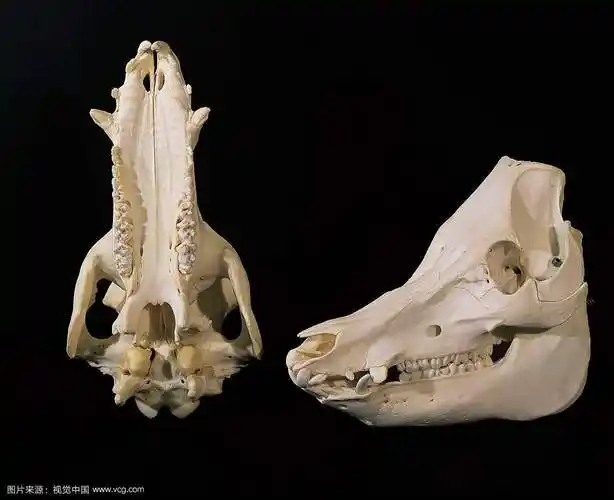 拼音yě zhū tóu gǔ出处《纲目》来源为猪科动物野猪的头骨.