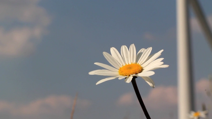 高清实拍 植物鲜花 > 背景虚化小雏菊风中摇曳唯美视频素材  130 0 3