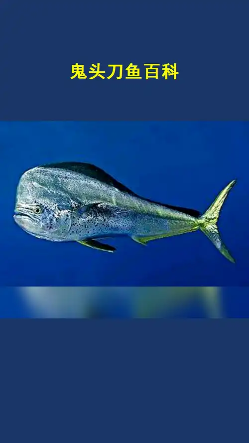 鬼头刀鱼百科