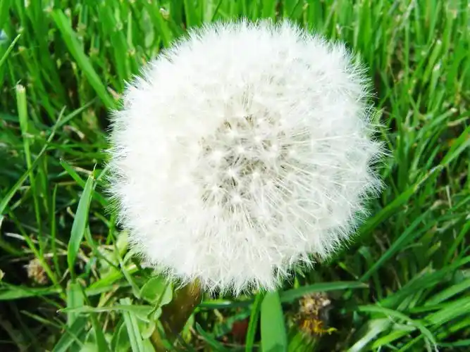 蒲公英图片壁纸(10/20)