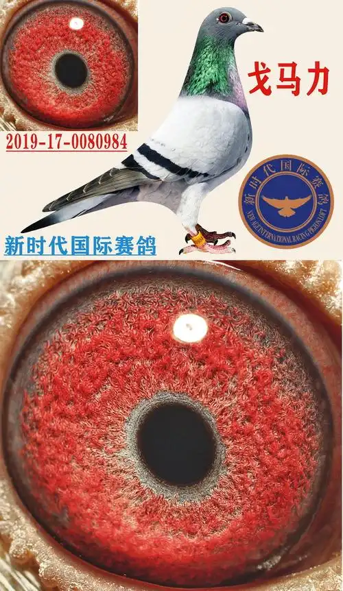戈马力镇棚种鸽247直女