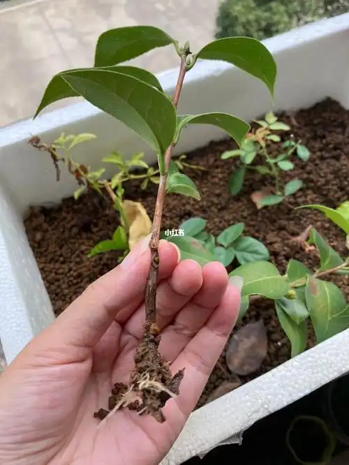 当扦插开始得心应手的时候茶花都能扦插成