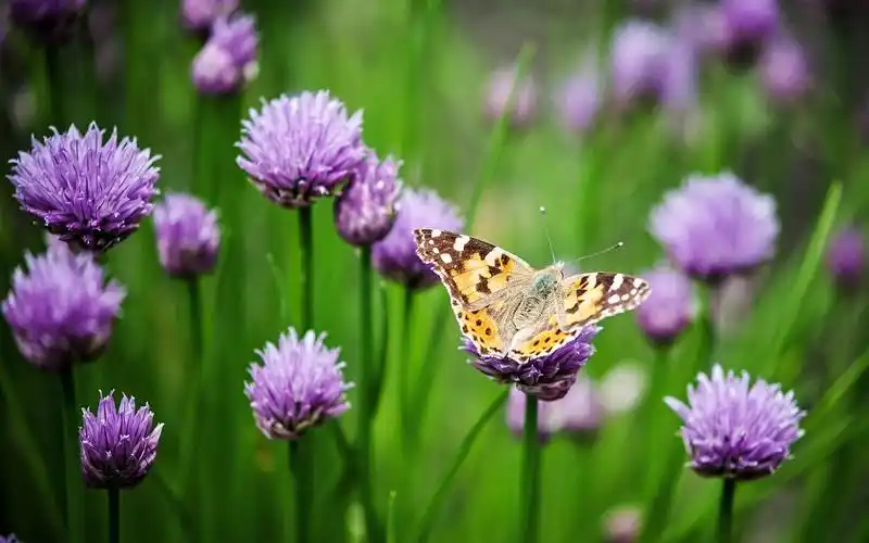 唯美梦幻的蝴蝶图片桌面壁纸