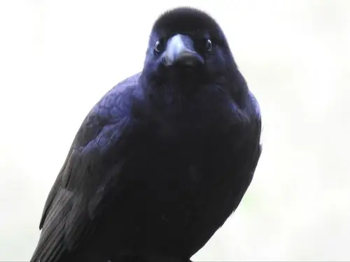 在南海子麋鹿苑工作的二十几年里,见识了这里的鸟类,其中黑色鸟类不在