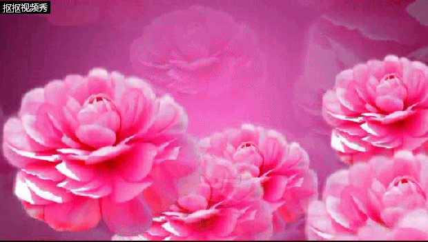 2018牡丹花开富贵