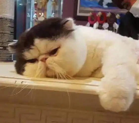 带加菲猫去剪发,猫咪突然趴下一脸生无可恋,网友笑喷:不满意?