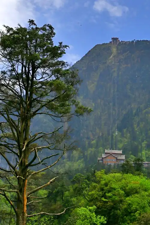 05.18 峨眉山雷洞坪处四人赏高山杜鹃……(二)
