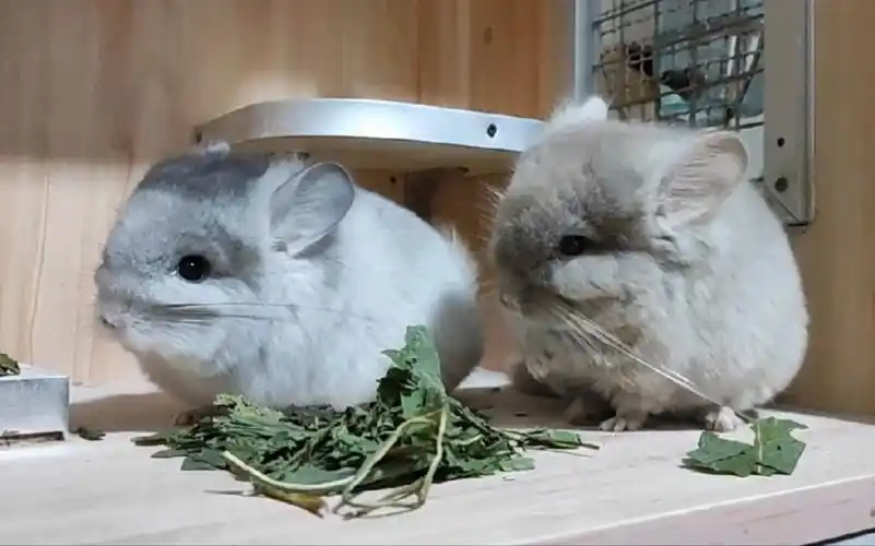 三只小龙猫一起吃草啦!可爱的宠物