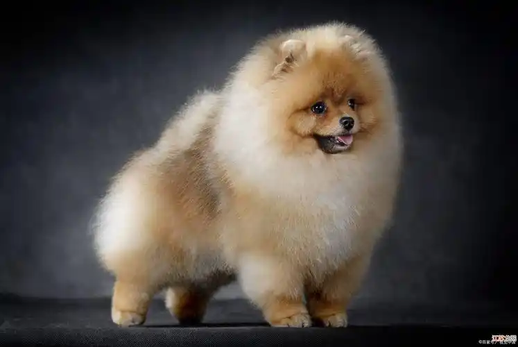 博美犬,作为小狗的面值代表,很有吸引力 .