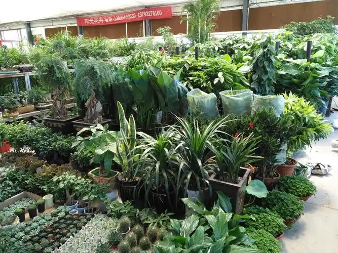 花卉绿植盆栽批发市场室外(花卉市场 盆栽 批发市场)