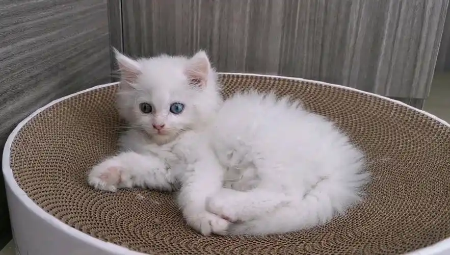 捕获一只纯白异瞳缅因小奶猫名字叫三分不是仙女是仙男