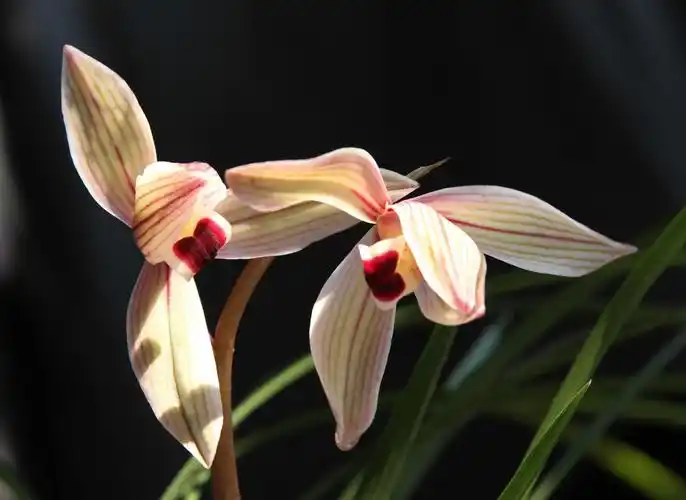 美丽的莲瓣兰心心相印