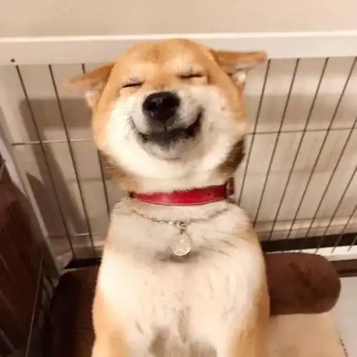 傻狗的微笑,每天都有好心情啊