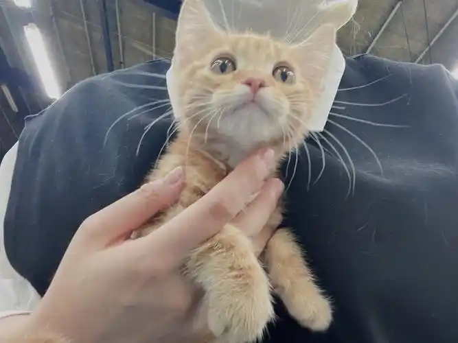 橘色美短能吃胖橘