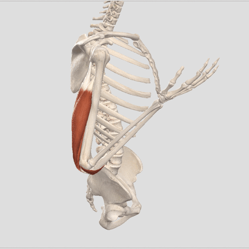 肱三头肌训练解剖详解大全!干货