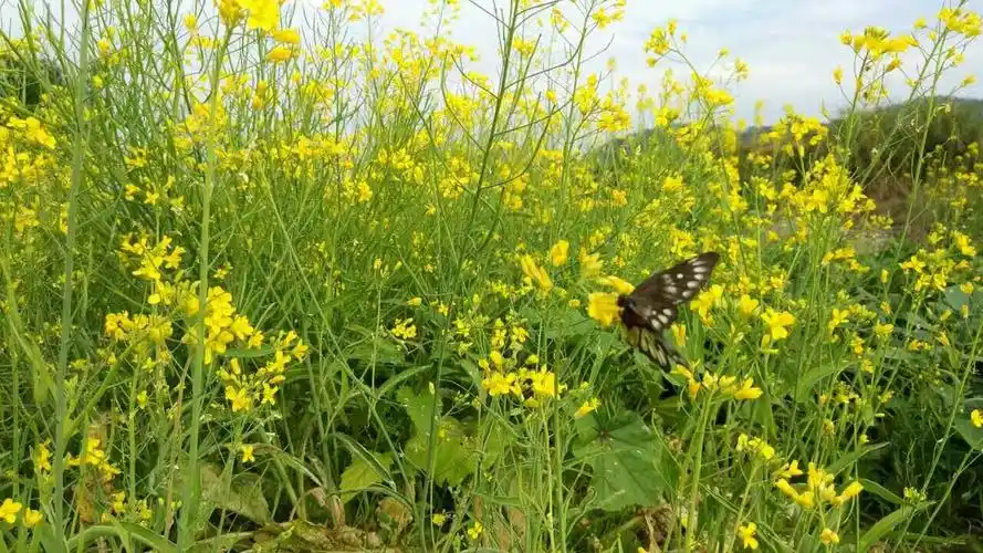 走进春天,拥抱自然