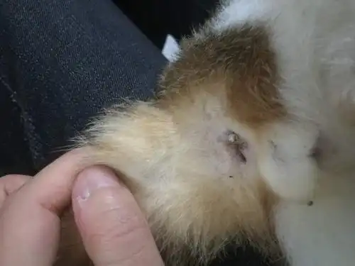 公猫肛门有白色的东西