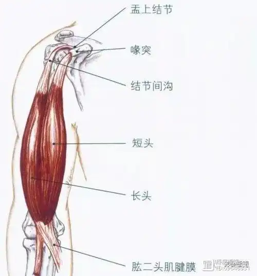 肱二头肌长头肌腱通过肱骨的结节间沟.