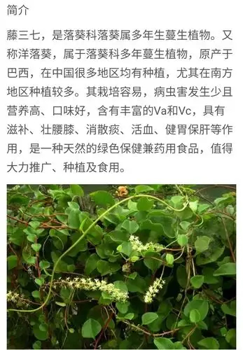 药食同源藤三七