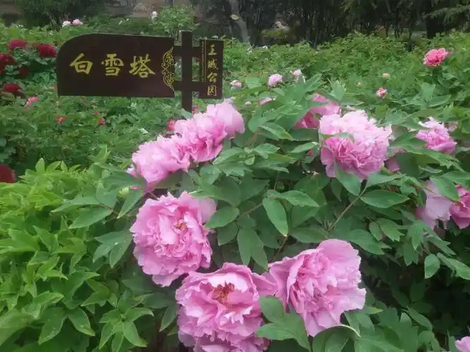 喜洋洋拍摄于洛阳王城公园牡丹花会