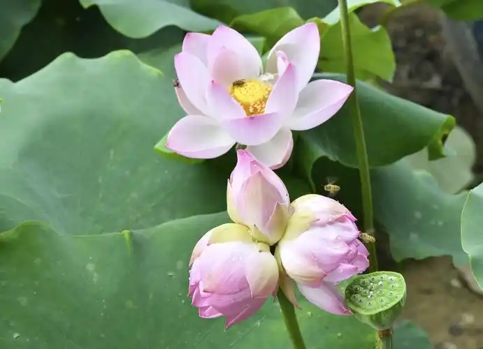 好运"莲莲" 天台山"三胞胎"并蒂莲开花