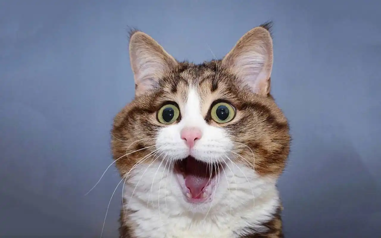 可爱猫咪搞笑表情,动物-回车桌面