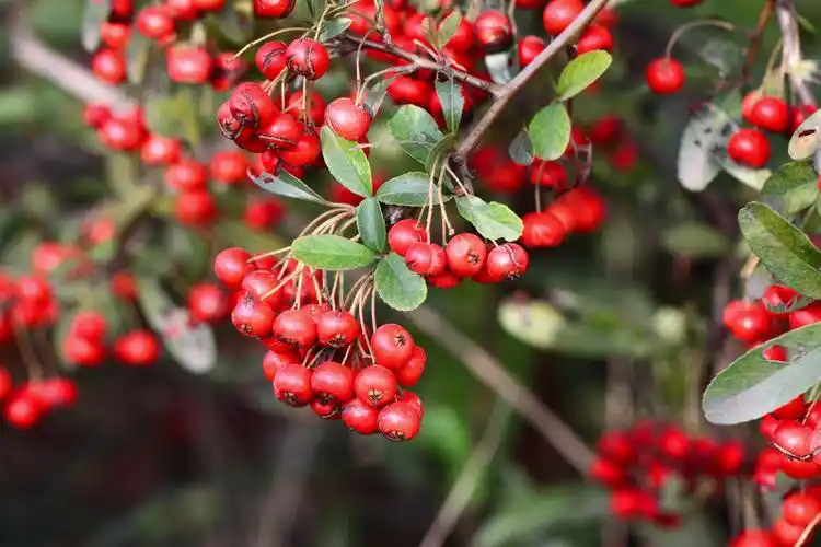 公园里的小红果有毒吗