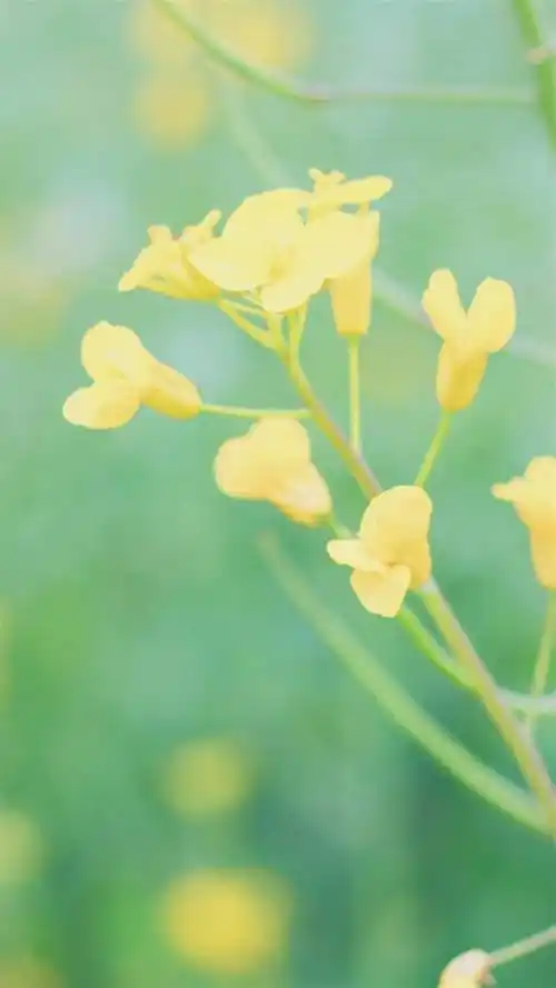 治愈系,小清新风景,唯美景象,自然美景,治愈系,手机壁纸芳菲