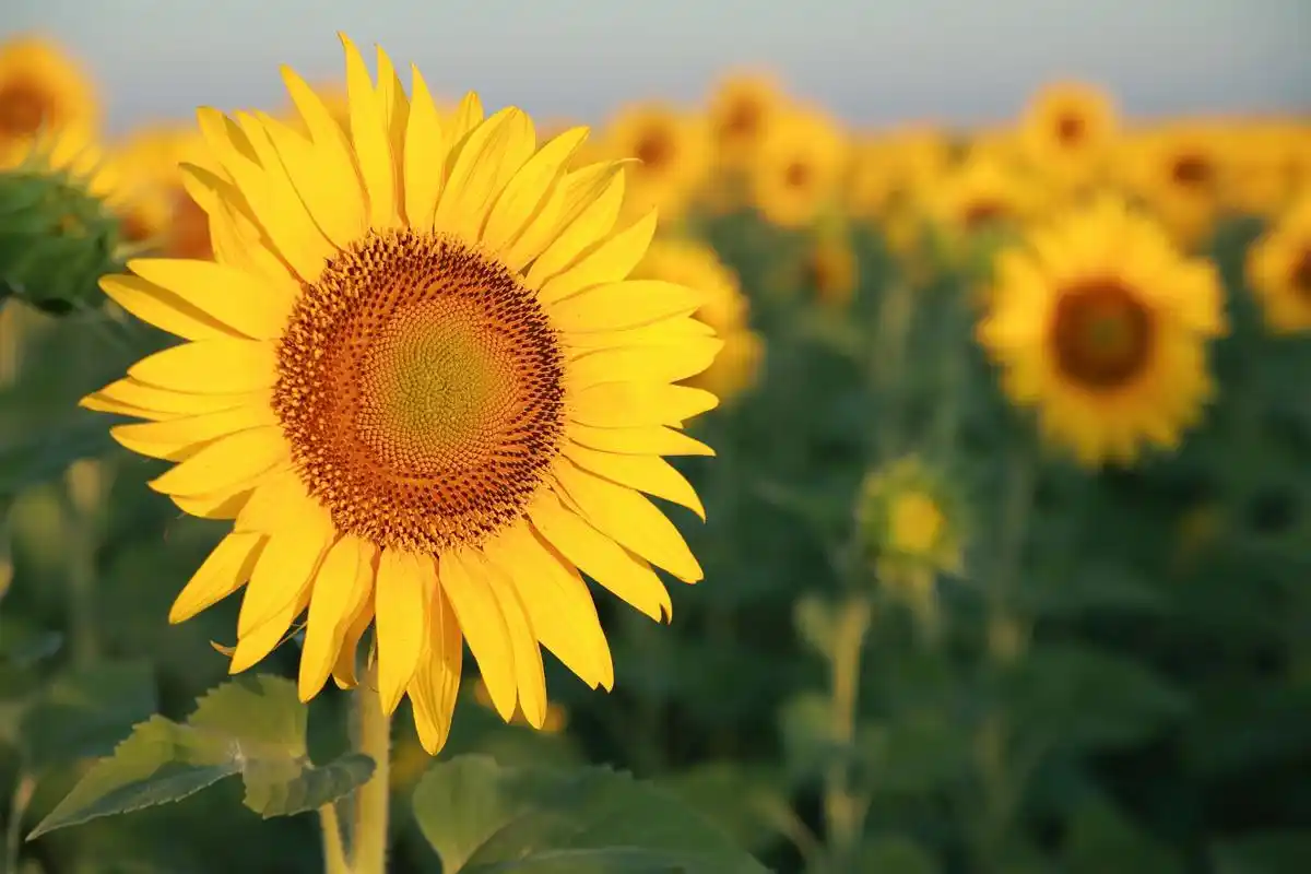 永远积极向上,永远热泪盈眶,永远豪情满怀,永远坦坦荡荡,永远满怀期望