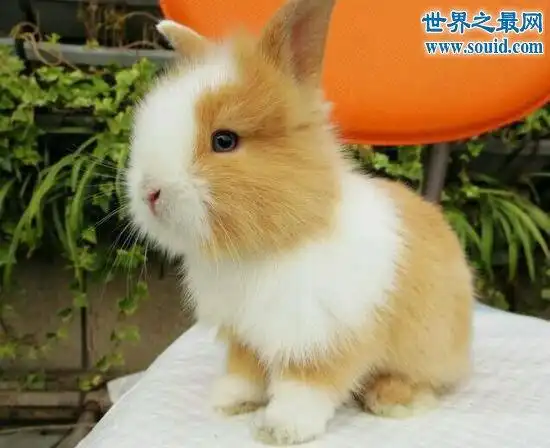 公主兔 最重情重义的可爱宠物兔